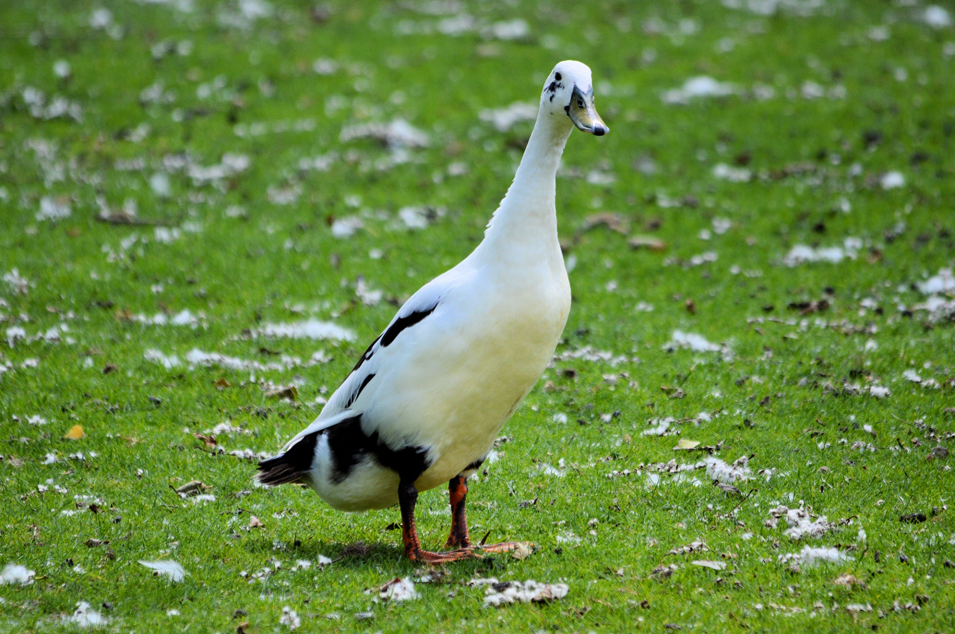 duck water bird animal free photo