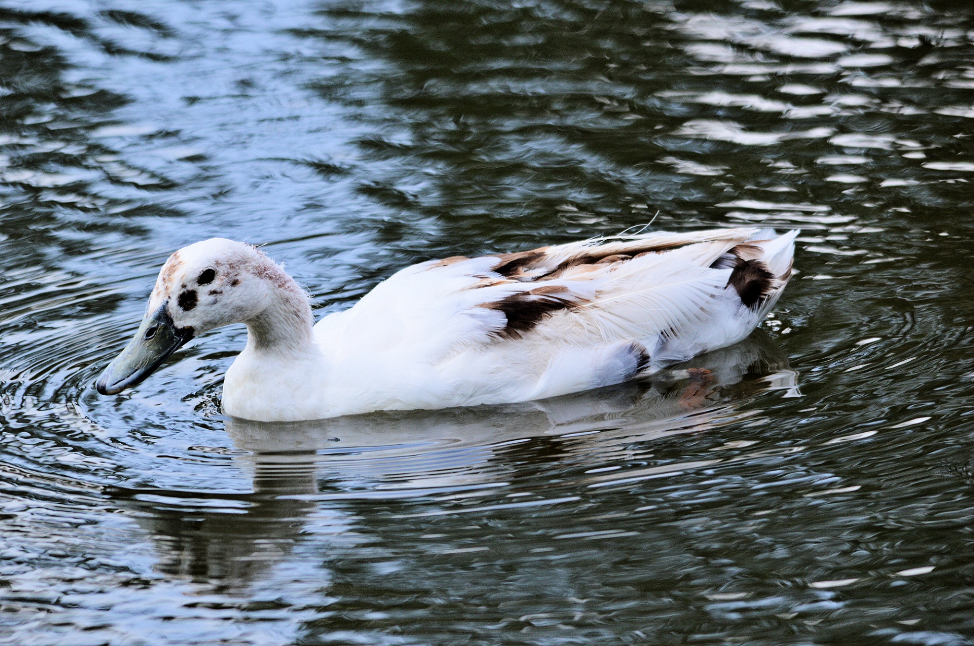 duck water bird animal free photo