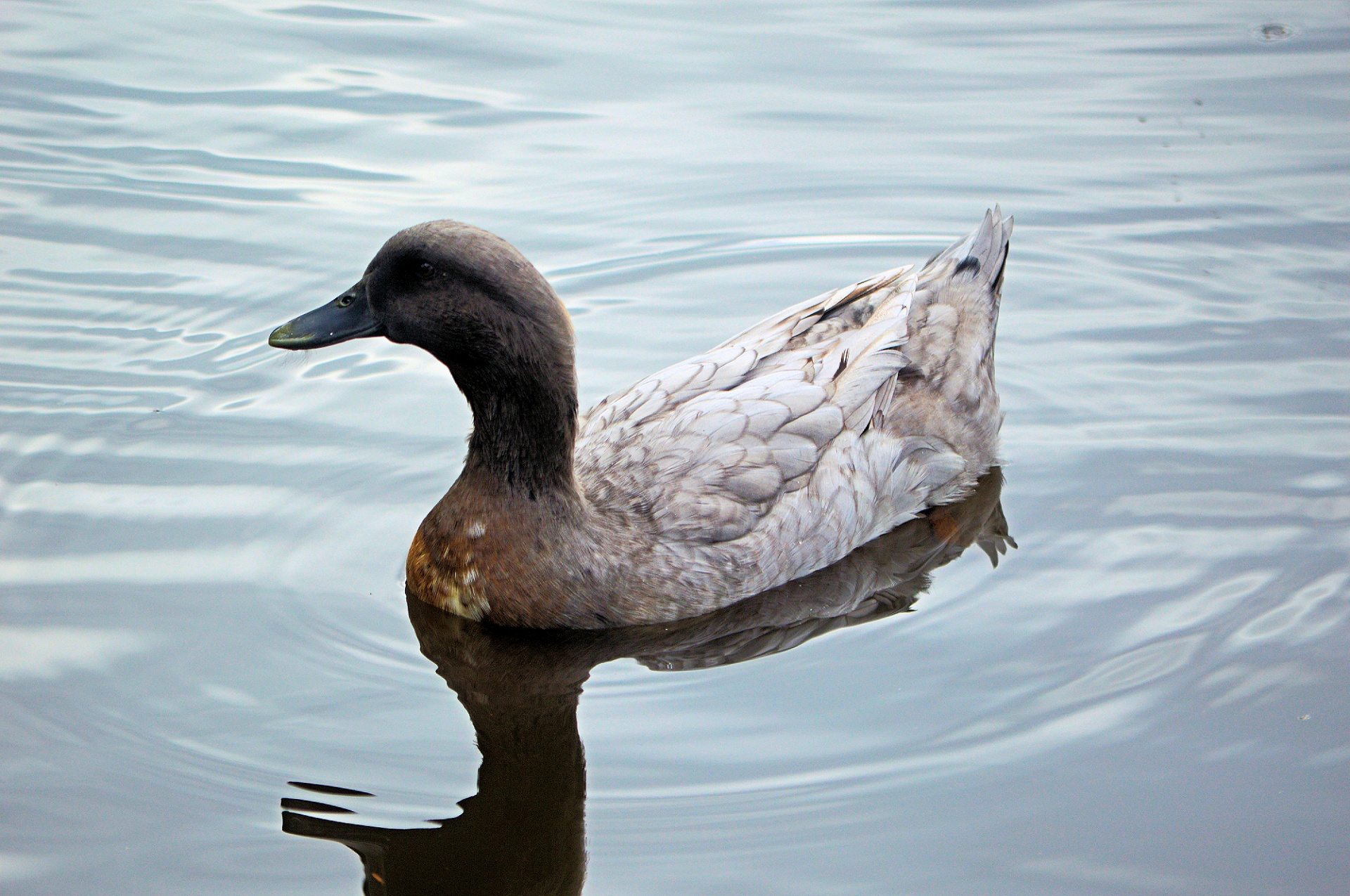 duck water bird animal free photo