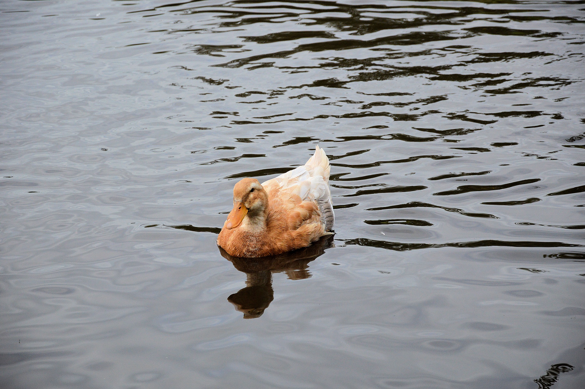 duck water bird animal free photo