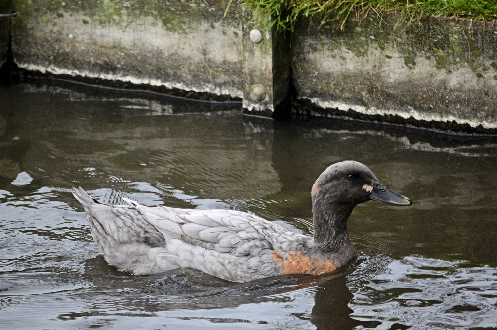 duck water bird animal free photo