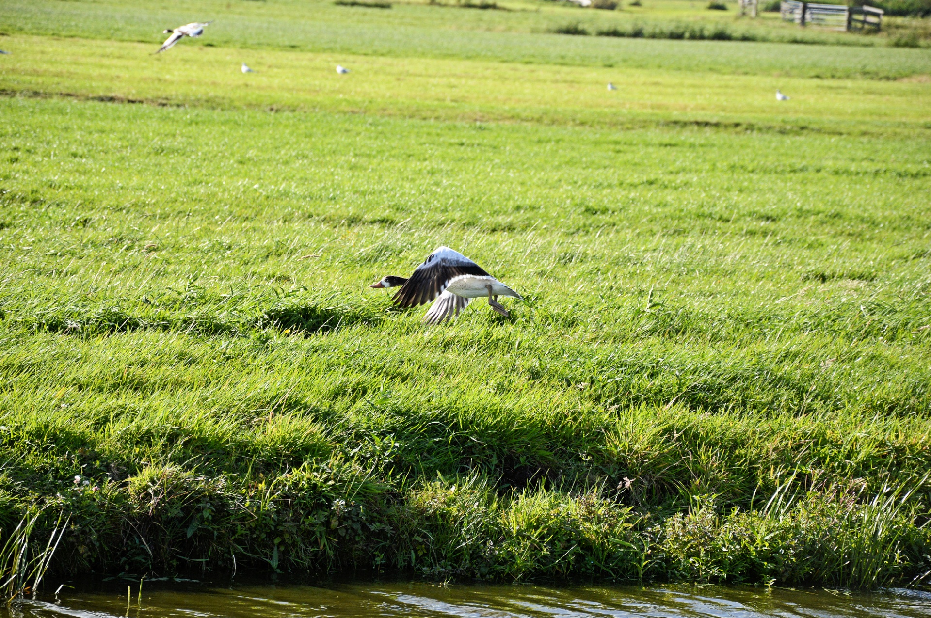 duck water bird animal free photo