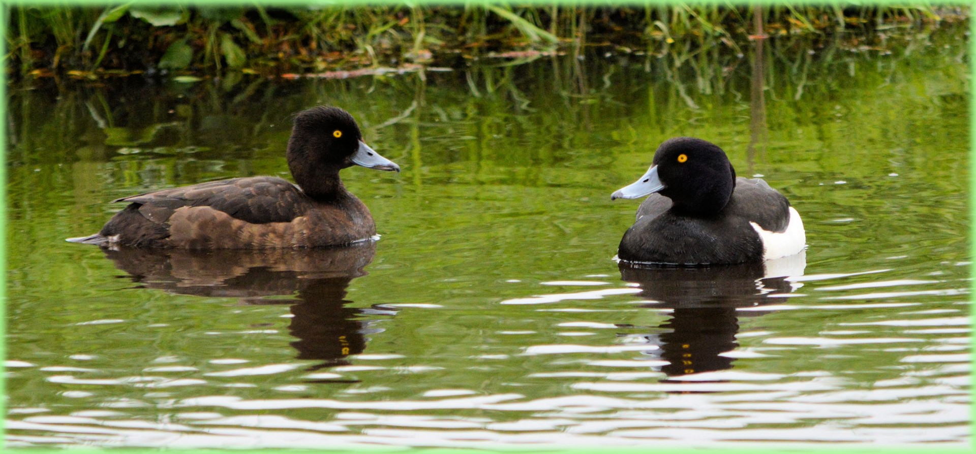 duck water water bird free photo