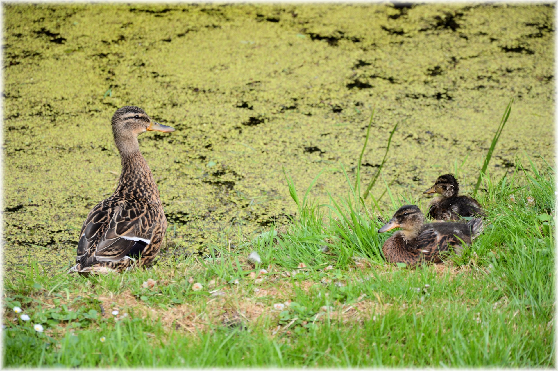 duck water water bird free photo