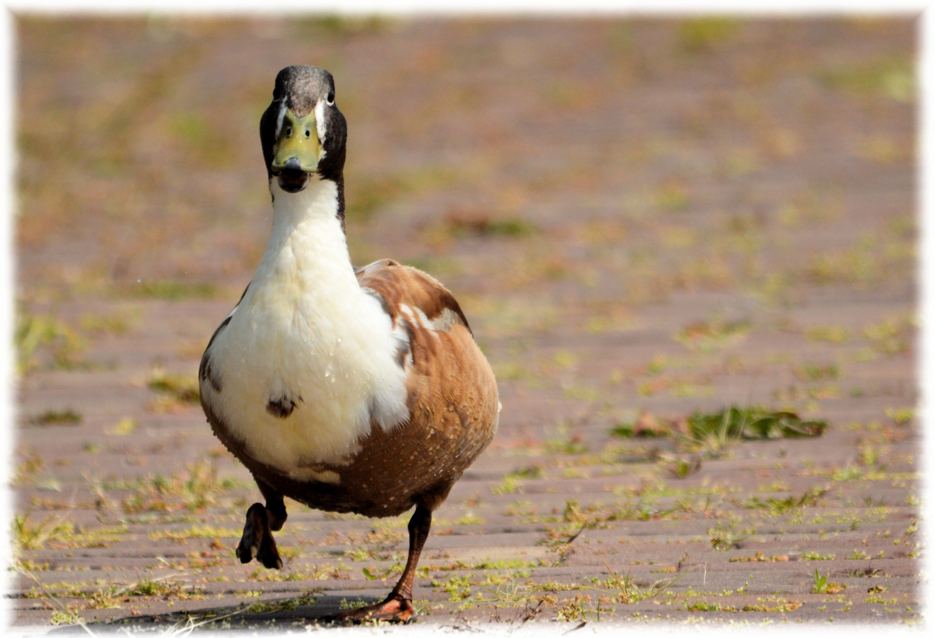 duck water water bird free photo