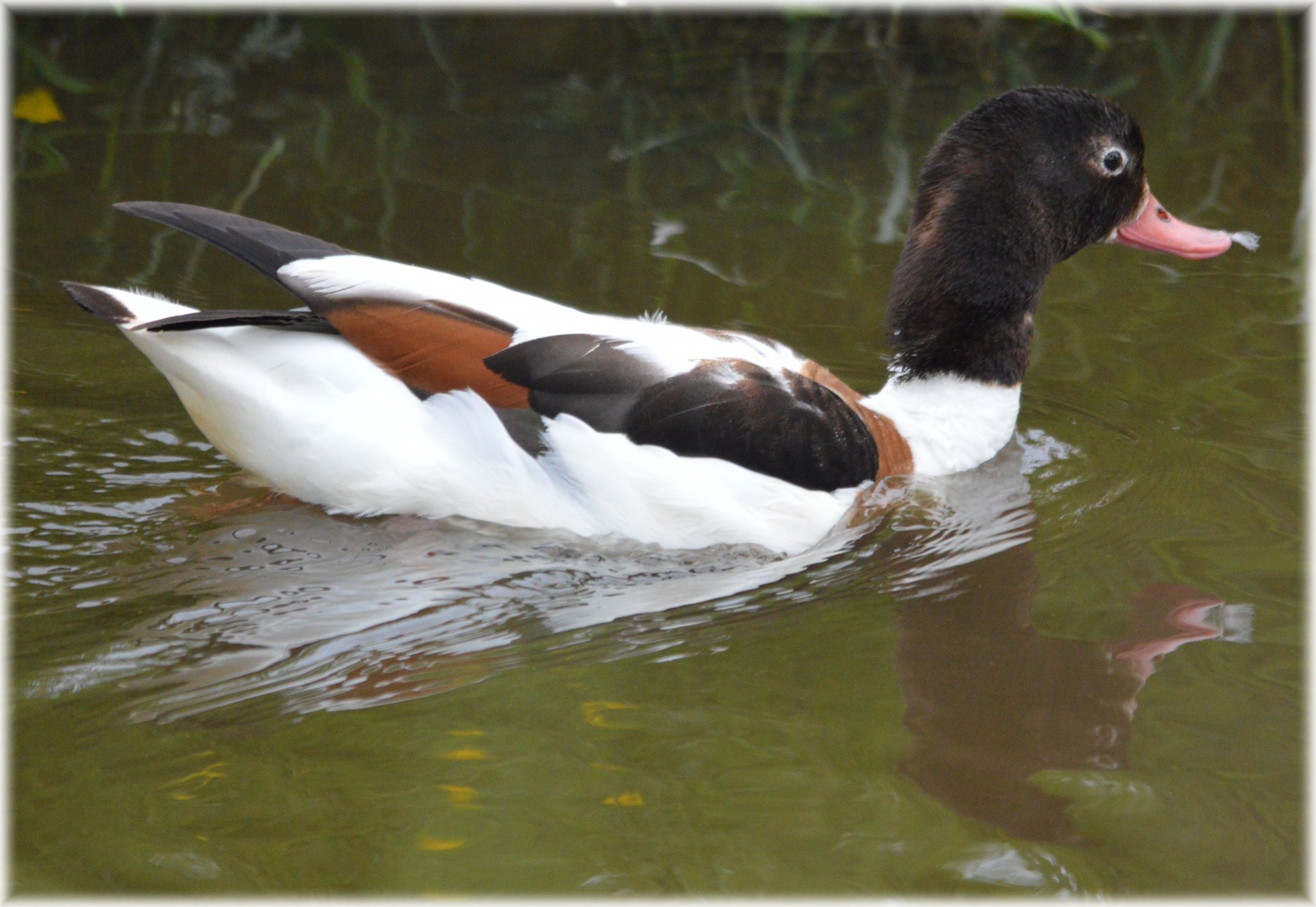 duck water water bird free photo