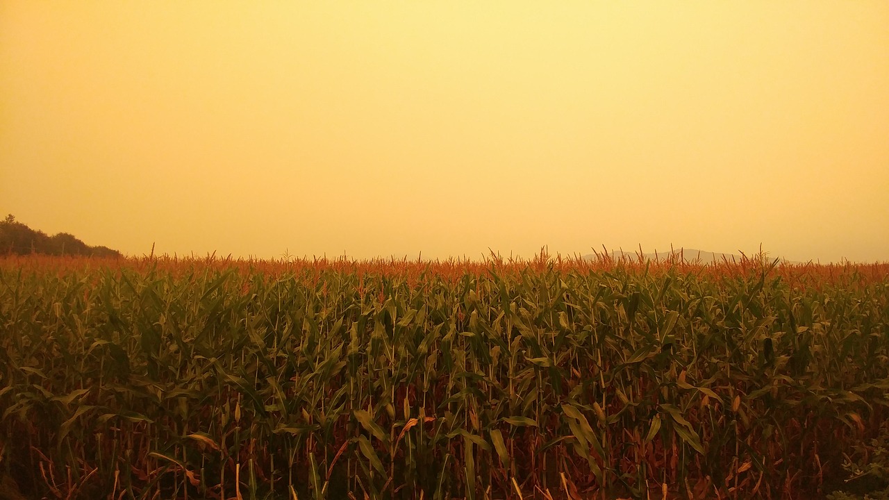 eerie  cornfield  farm free photo