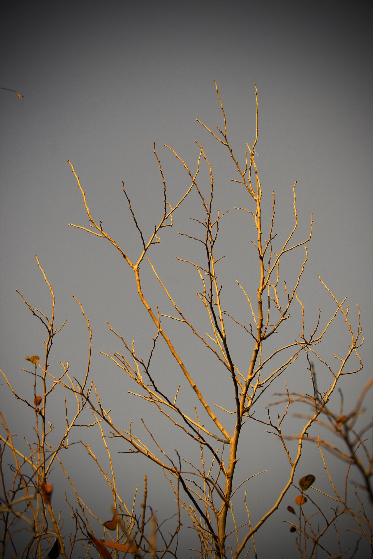 branches bare sky free photo