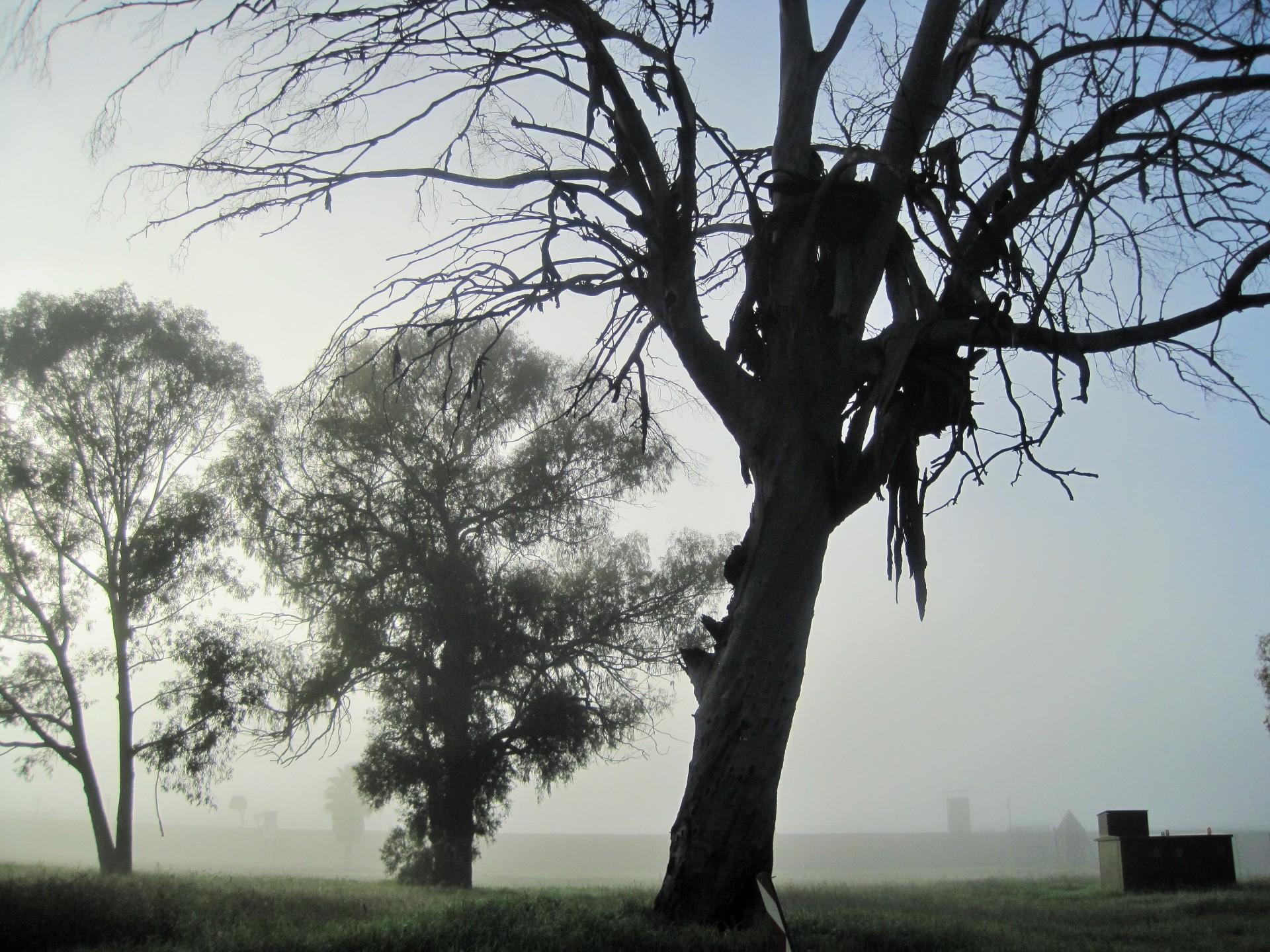 morning mist fog free photo