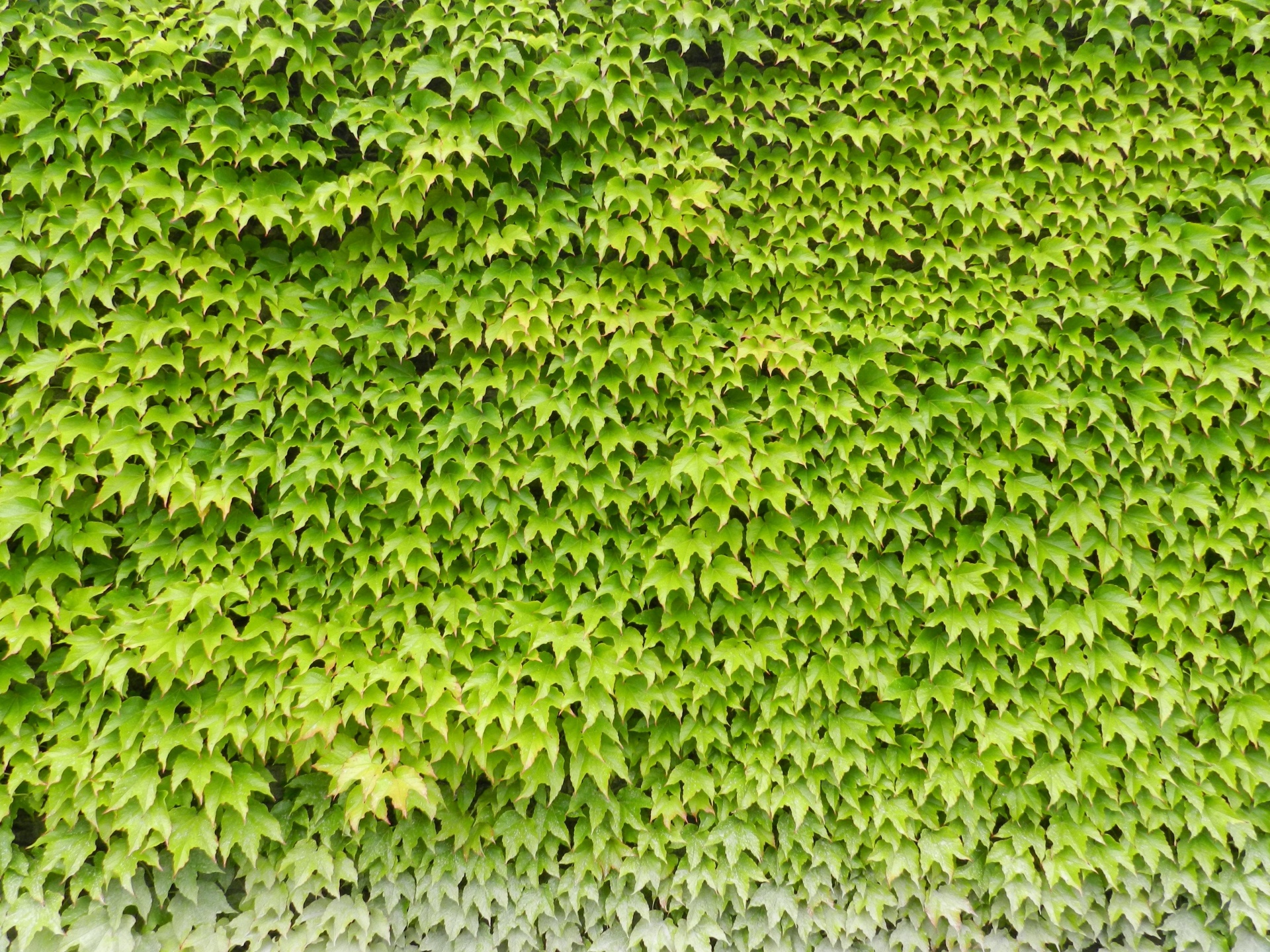 background wool green free photo