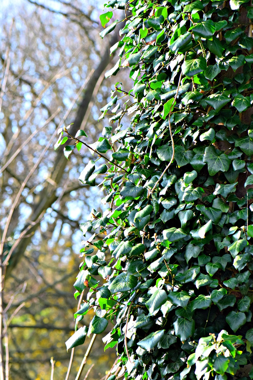 efeu  ivy  tree free photo