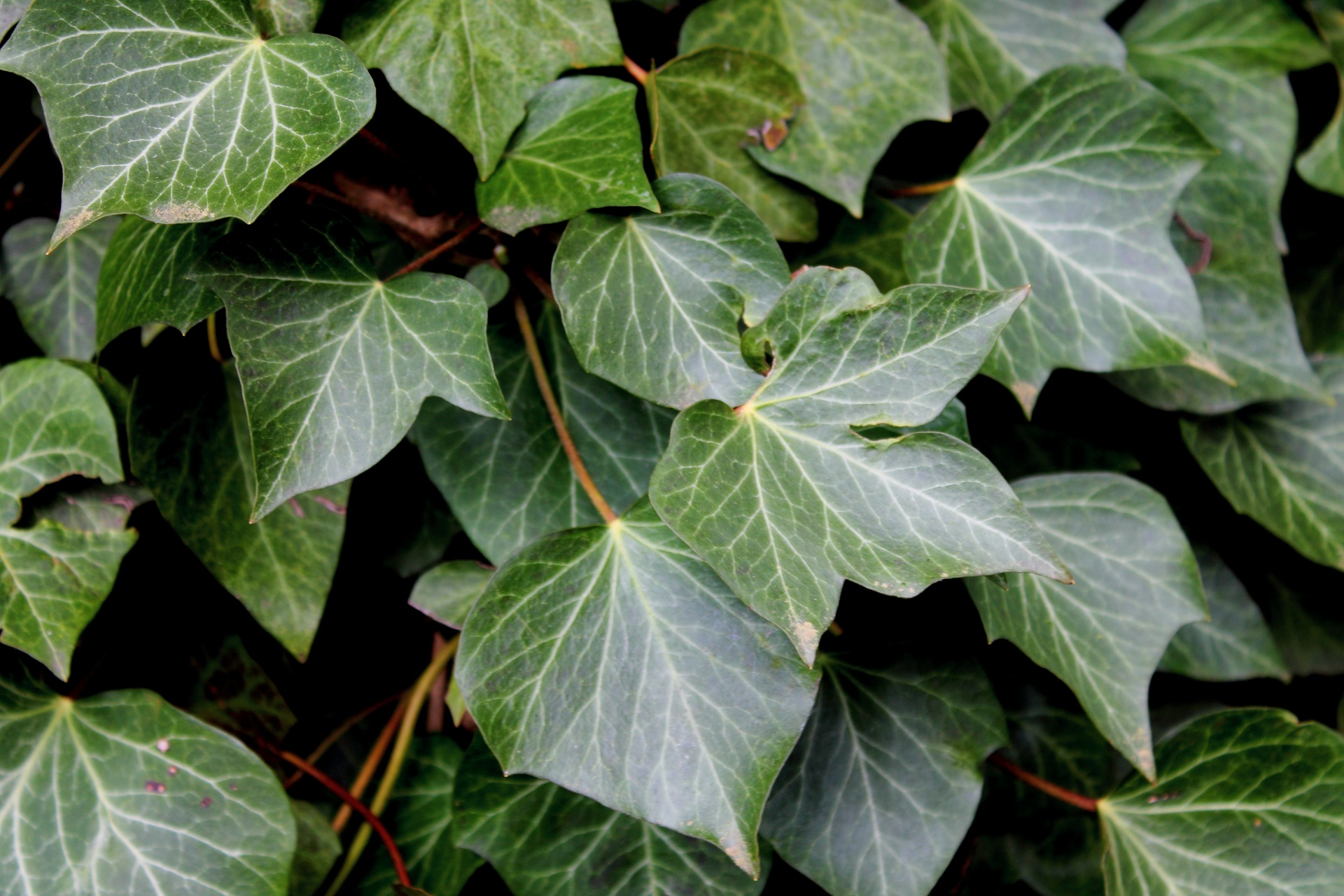 Класс плюща. Плющ вечнозеленый (Hedera).. Плющ морозостойкий Hedera Helix. Плющ обыкновенный Hedera Annette. Плющ Элегантиссима.