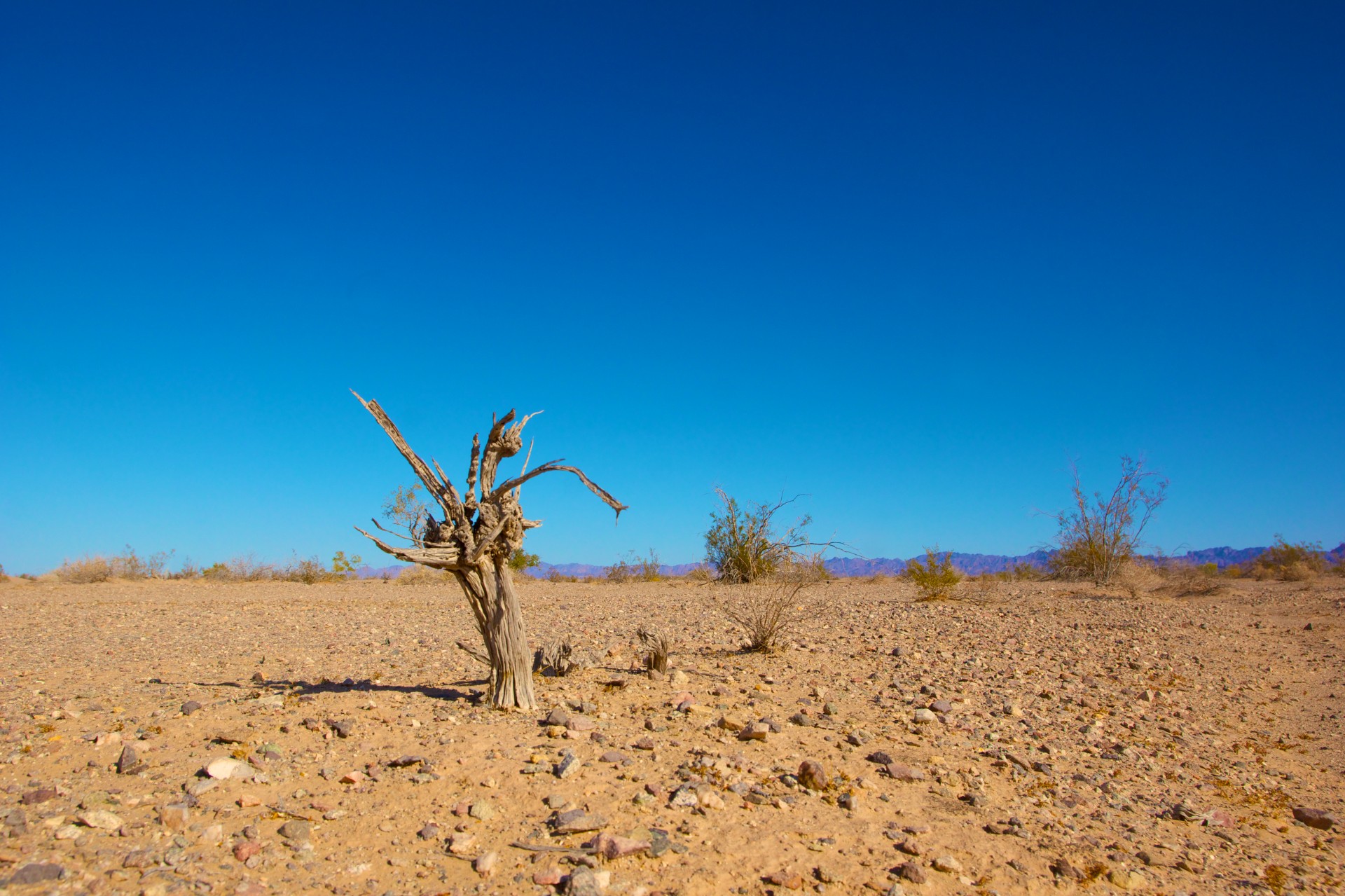 alone arid climate free photo
