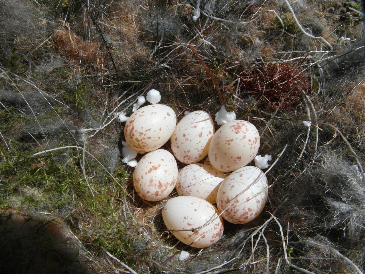 egg hatching nest free photo