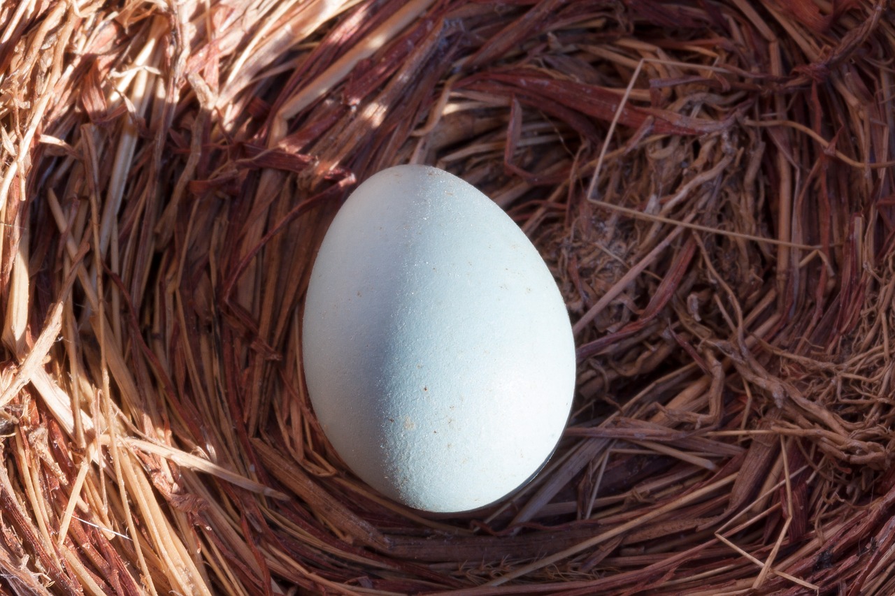 egg nest songbird free photo