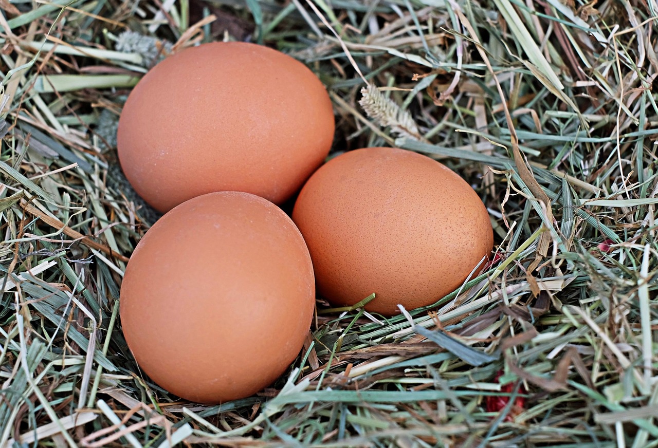 egg chicken eggs brown free photo