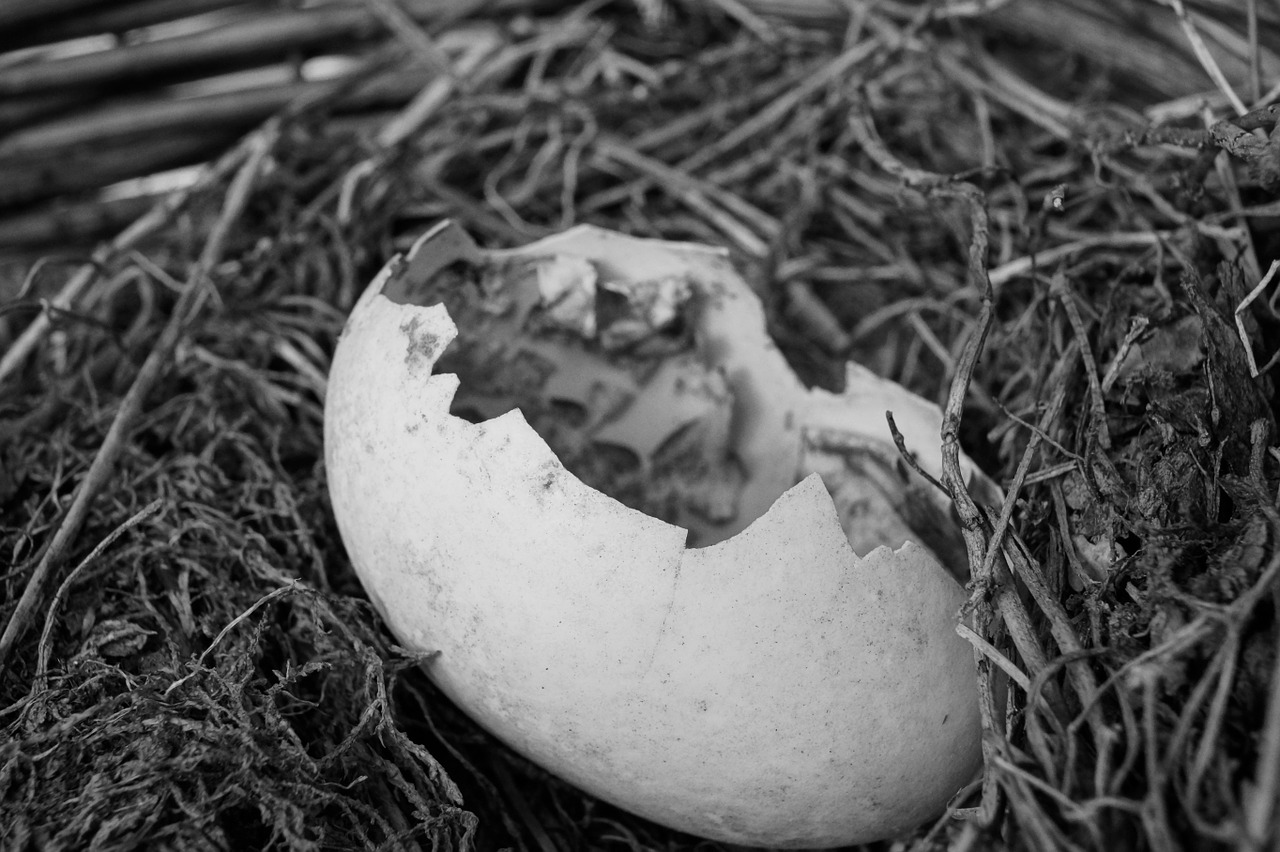 egg broken open free photo