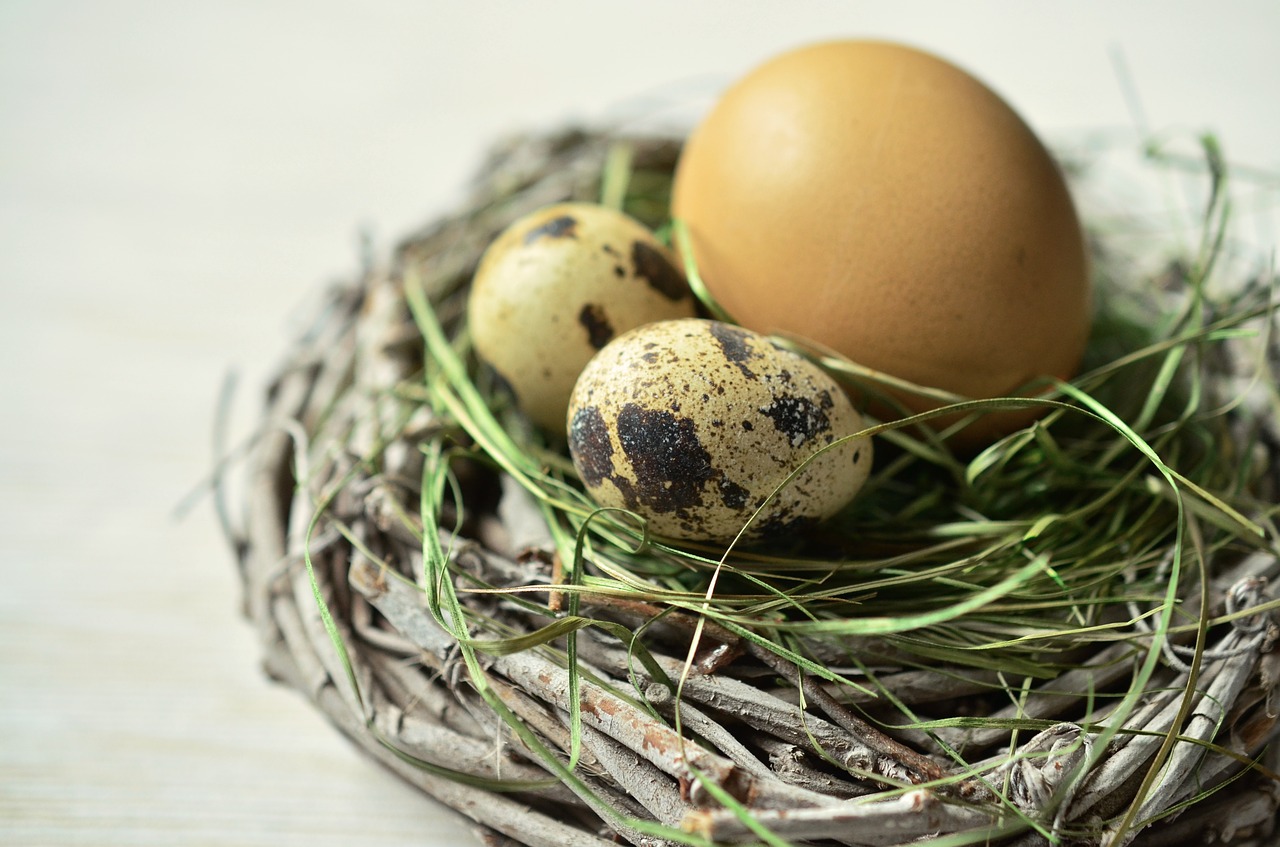 egg nest easter free photo