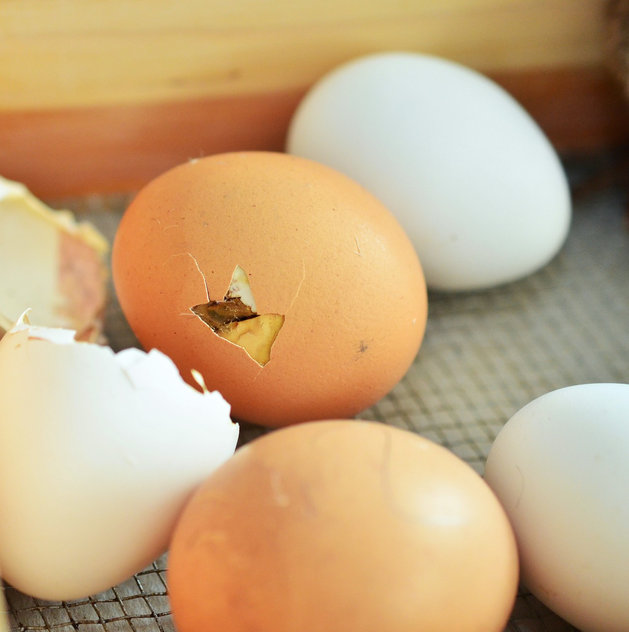egg eggshell hatch free photo