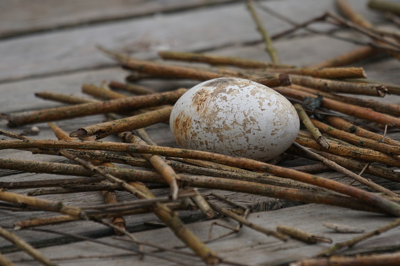 egg scrim nest free photo