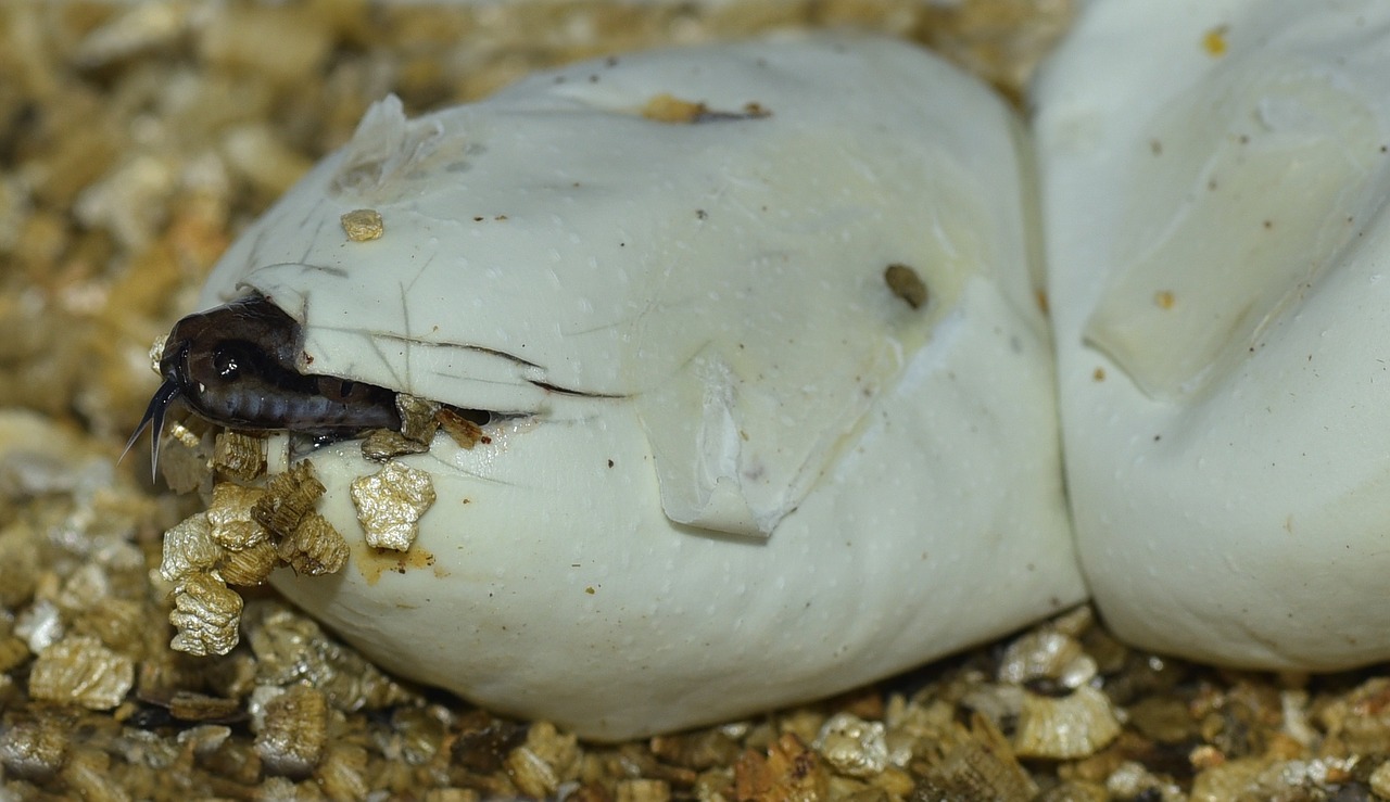 egg snake hatch free photo