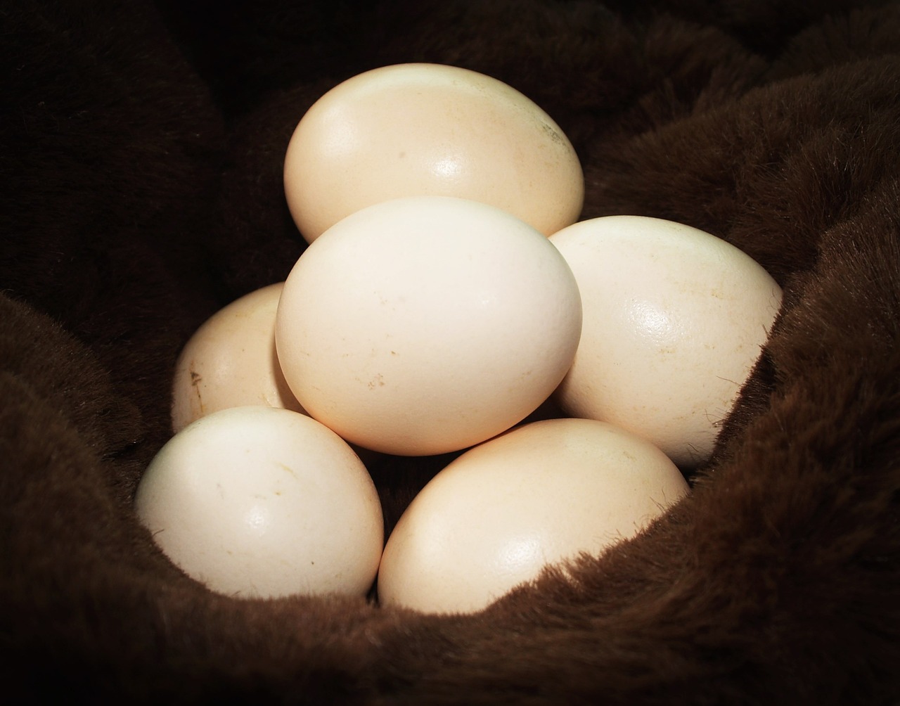 egg fresh cholesterol free photo