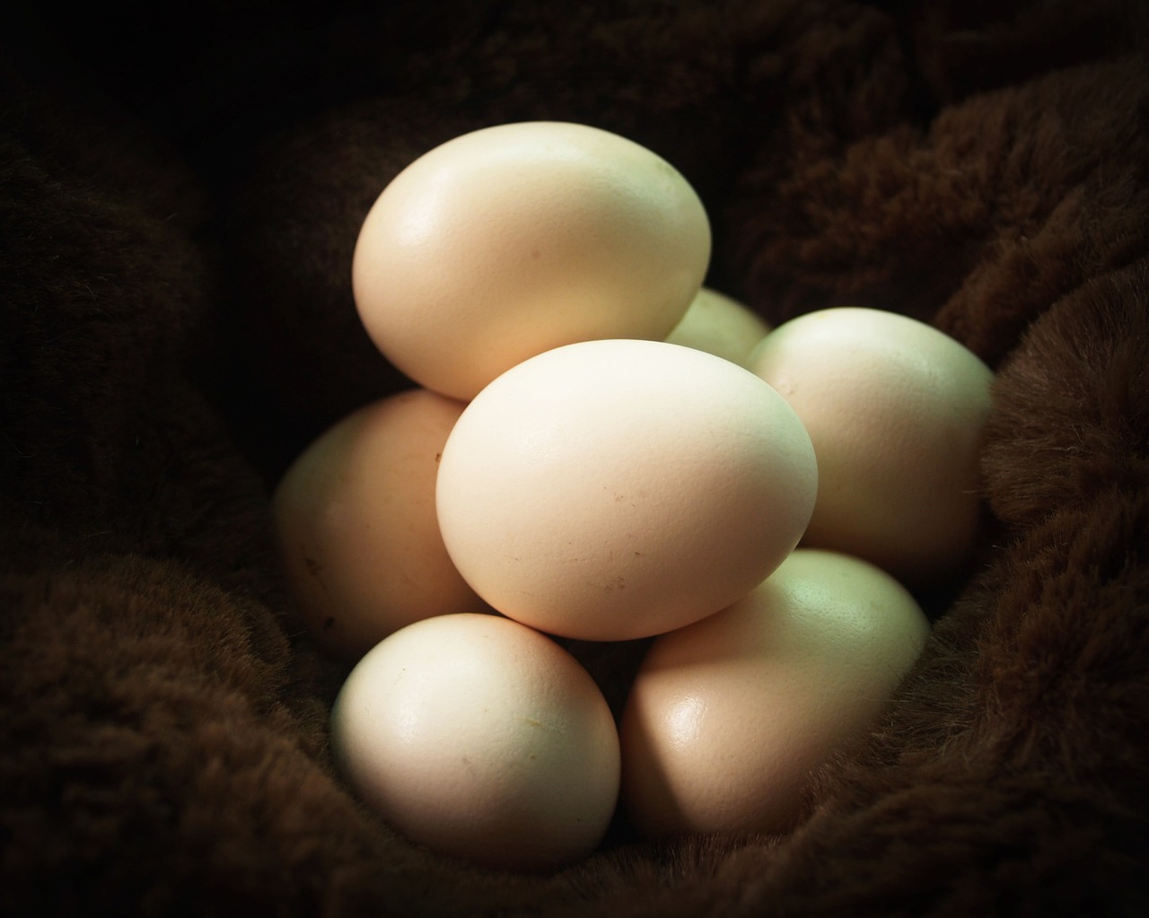 egg fresh cholesterol free photo
