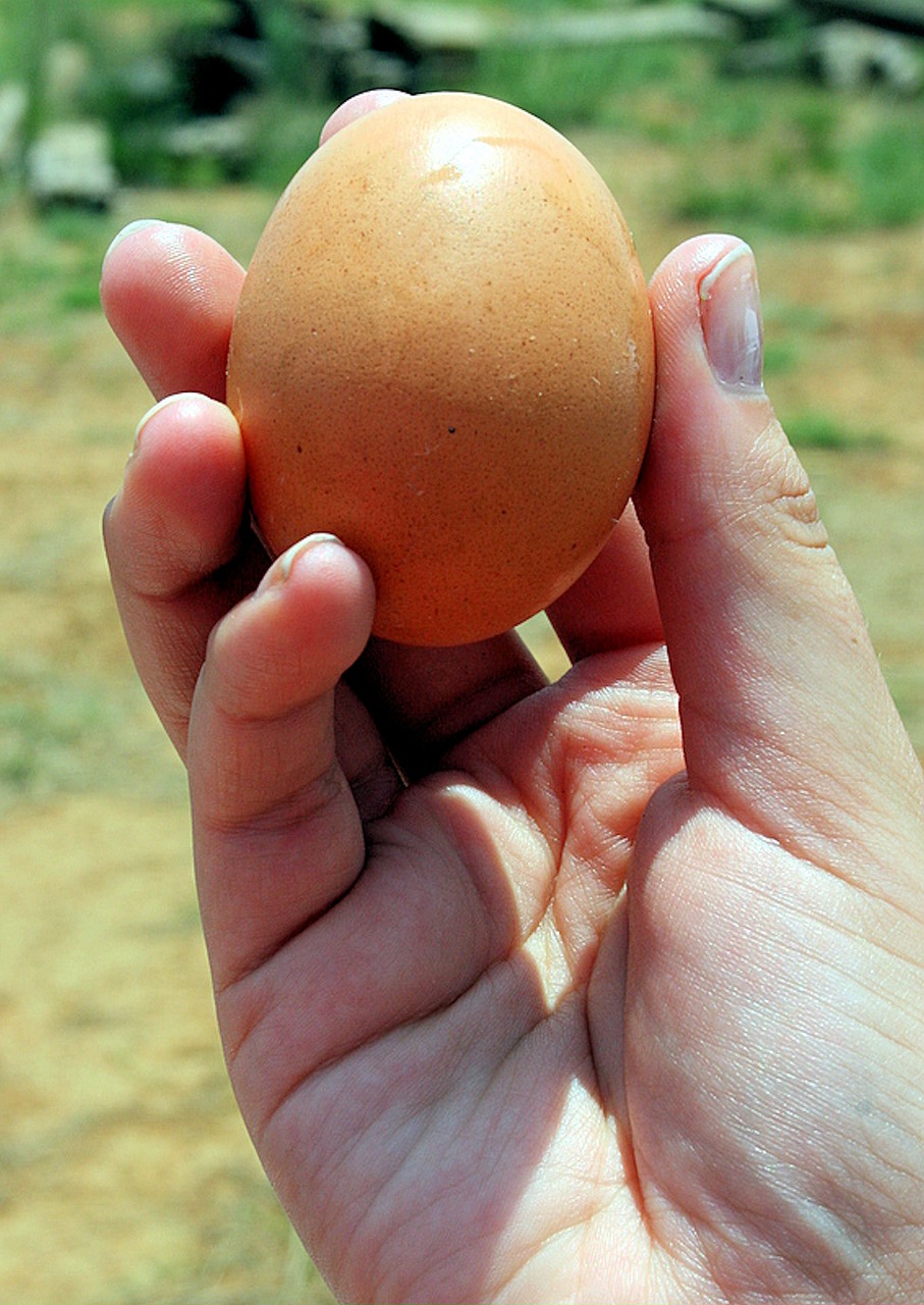 egg diet healthy food free photo