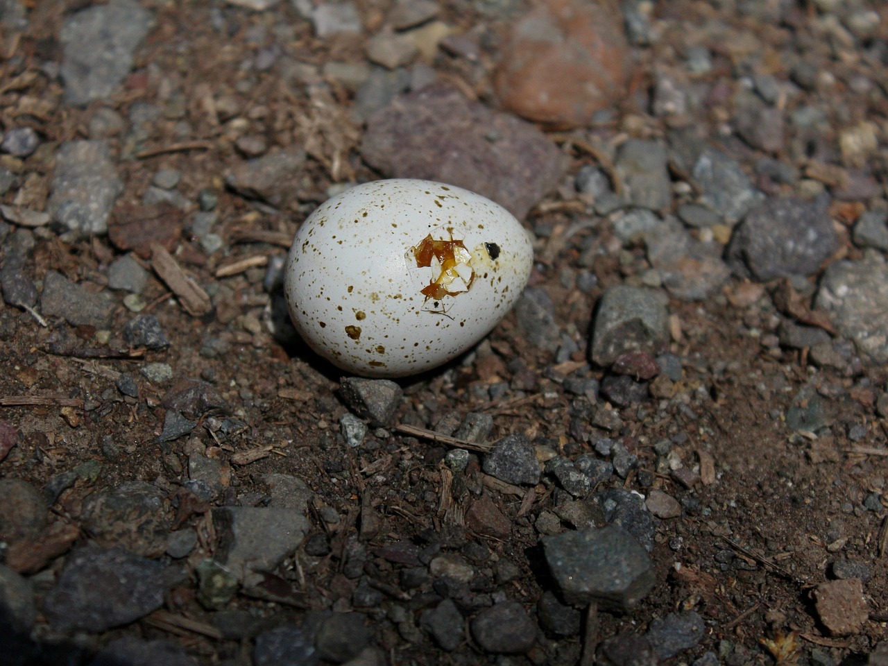 egg snake animal free photo