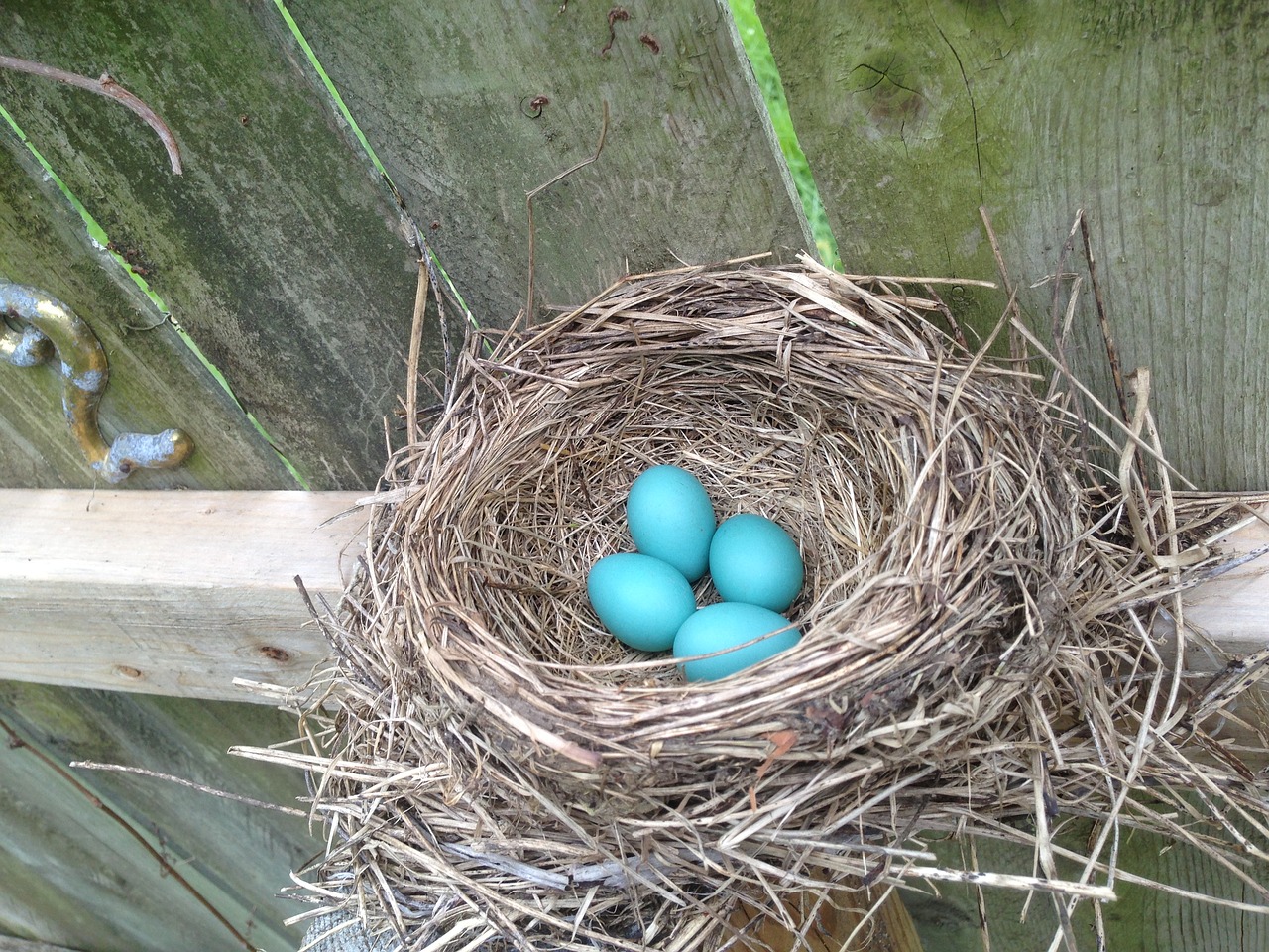 egg nest bird free photo