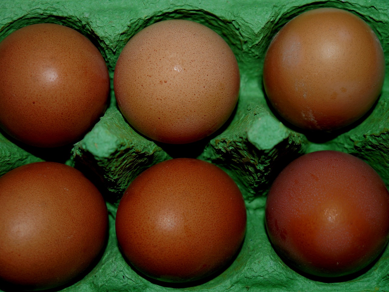 egg eggshell cardboard free photo