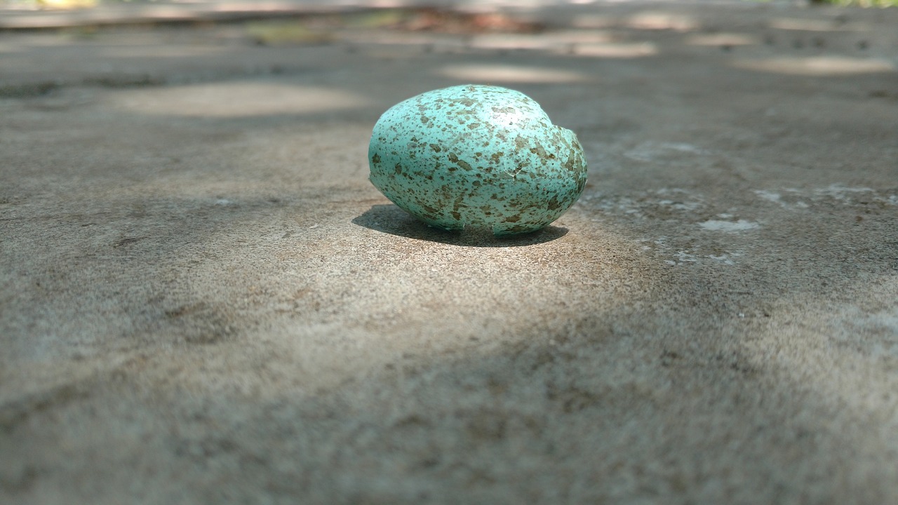 egg bird stone free photo