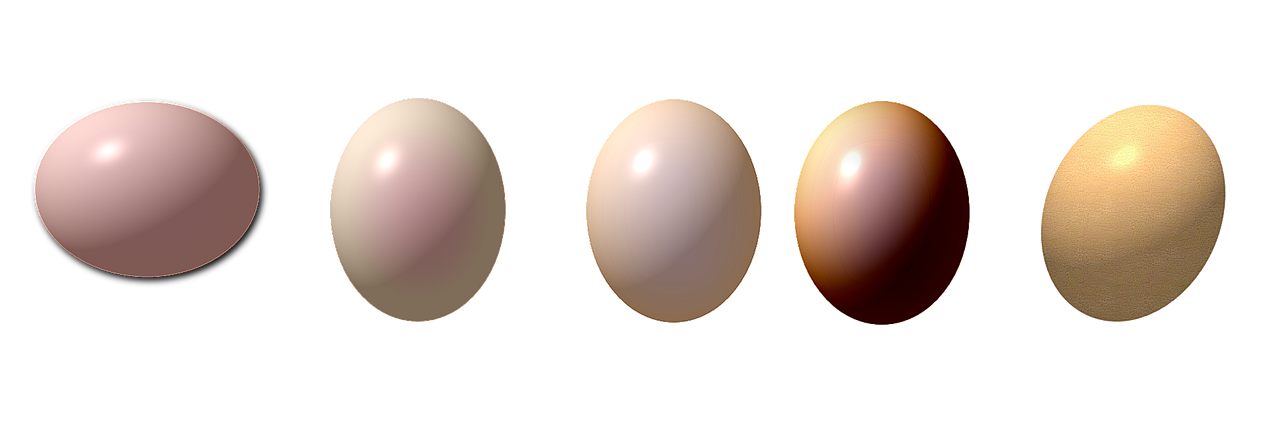 egg eggs drawing free photo