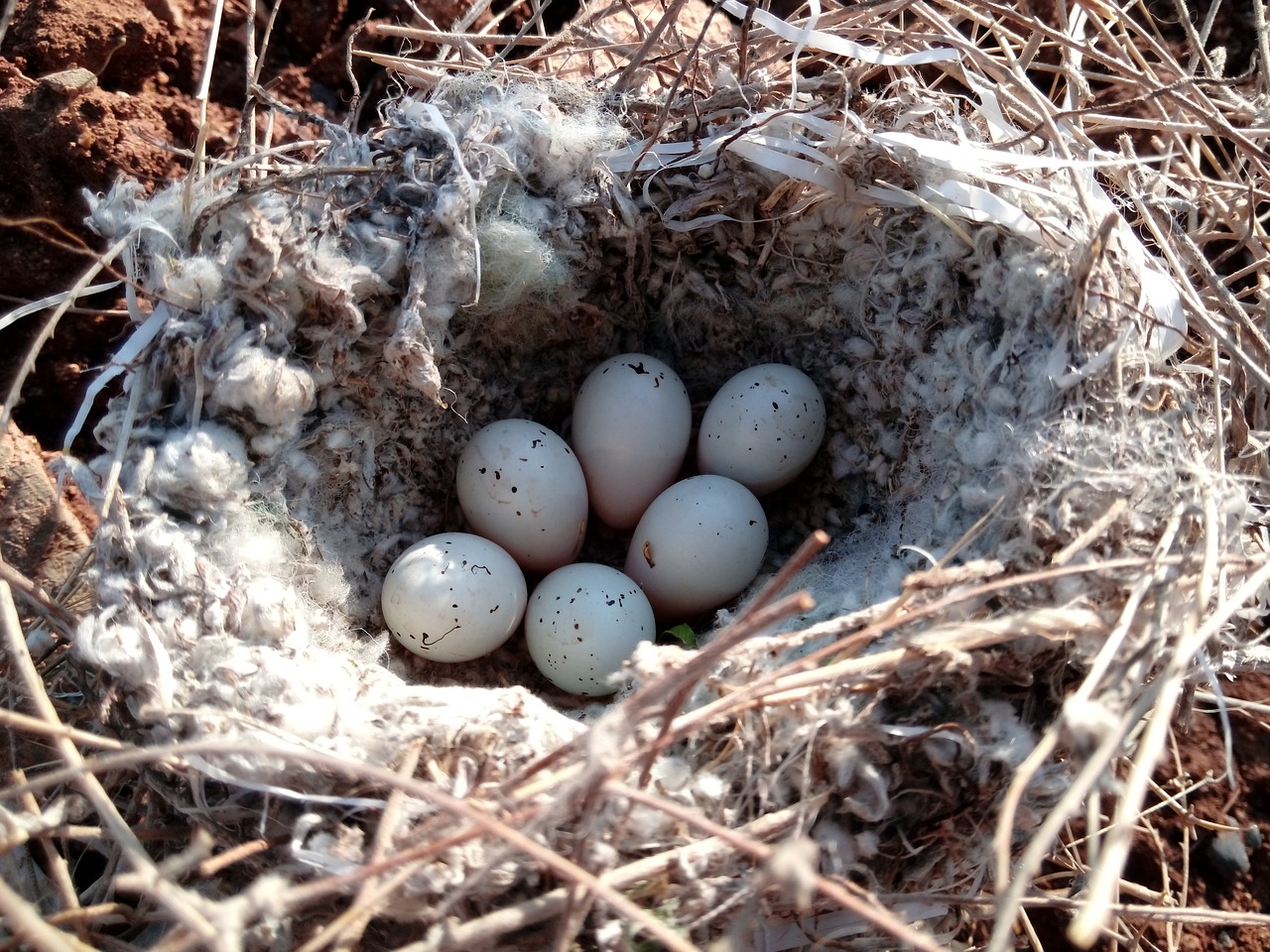 egg nest song bird free photo