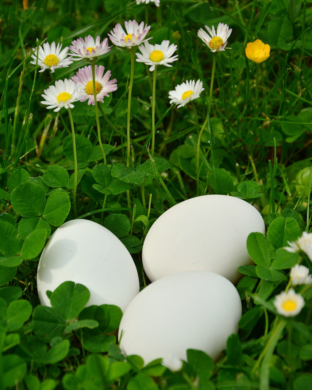egg white eggs meadow free photo