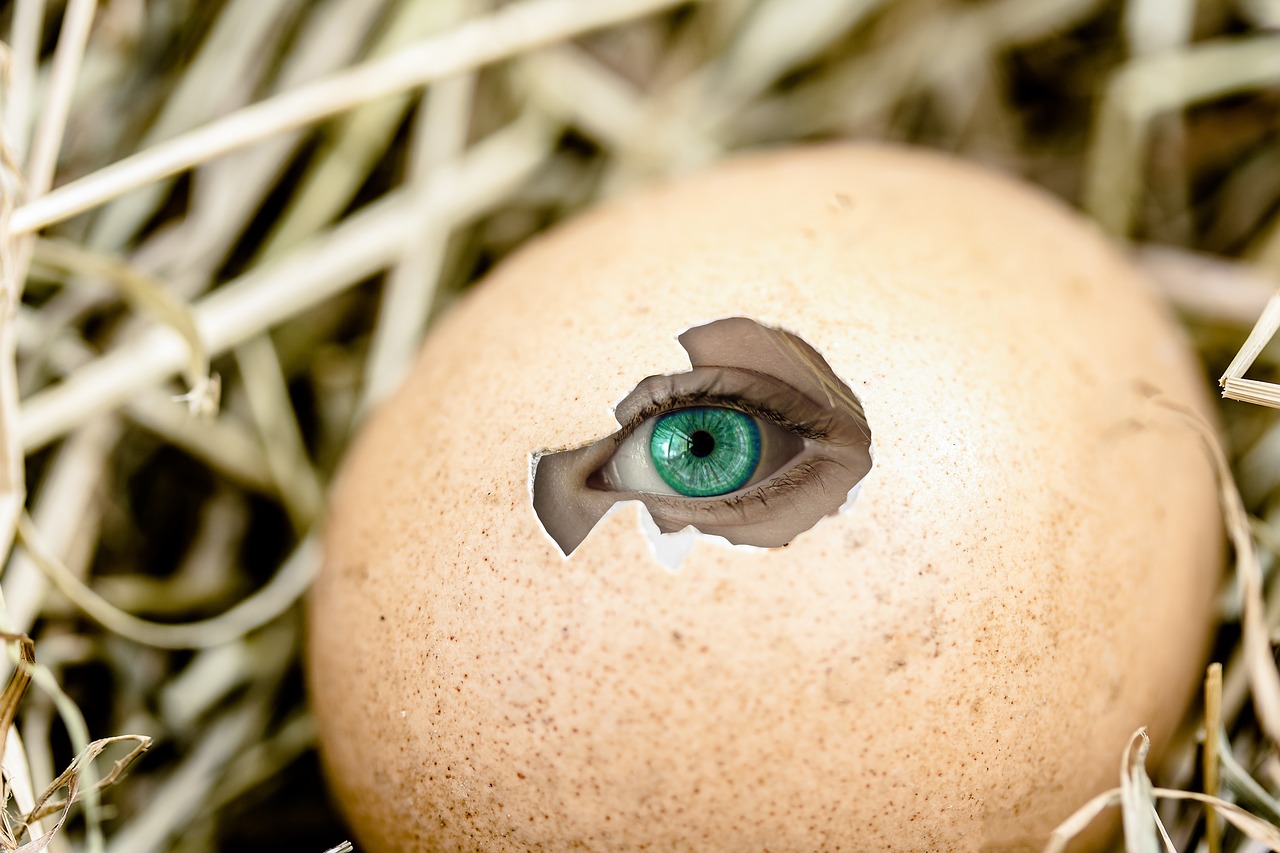 egg eye by looking free photo