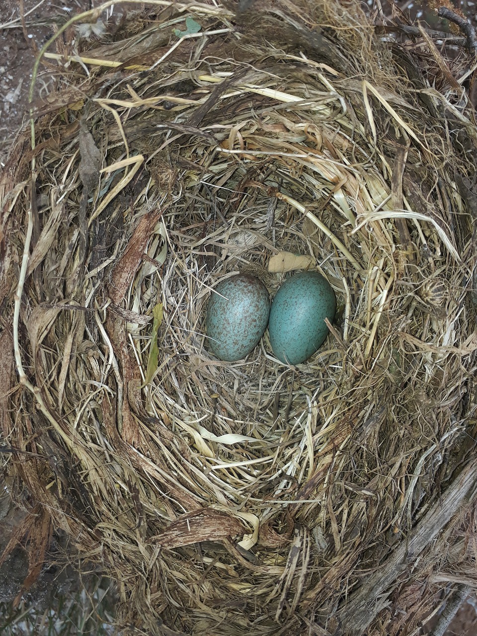 egg nest hay free photo