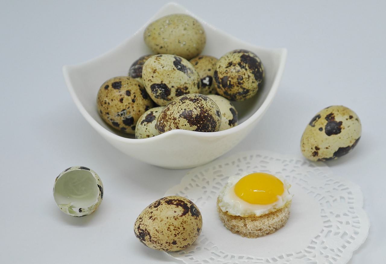 egg quail egg shell free photo