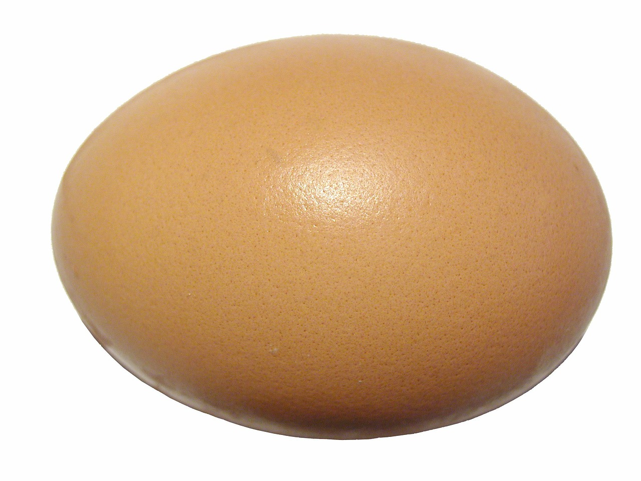 egg eggshell protein free photo