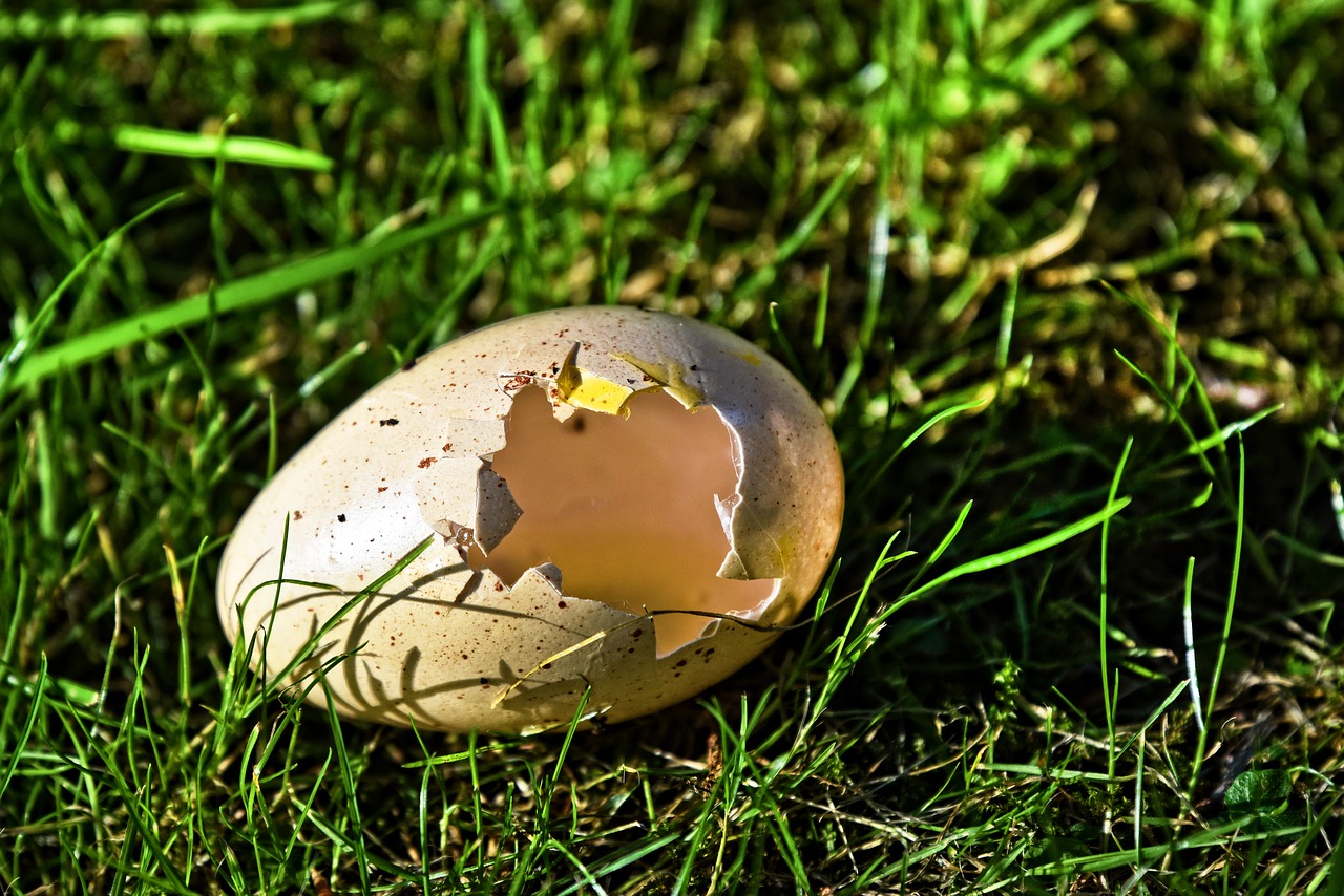 egg  bird's egg  shell free photo
