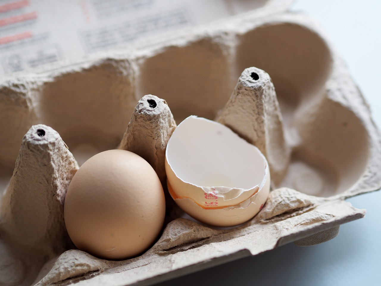 egg  eggshell  pack free photo