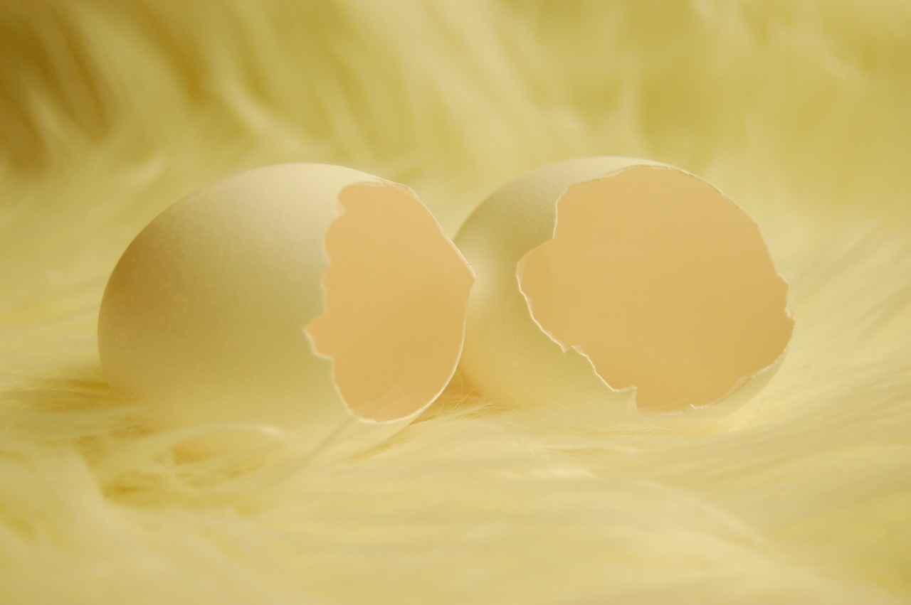 egg eggshell open free photo