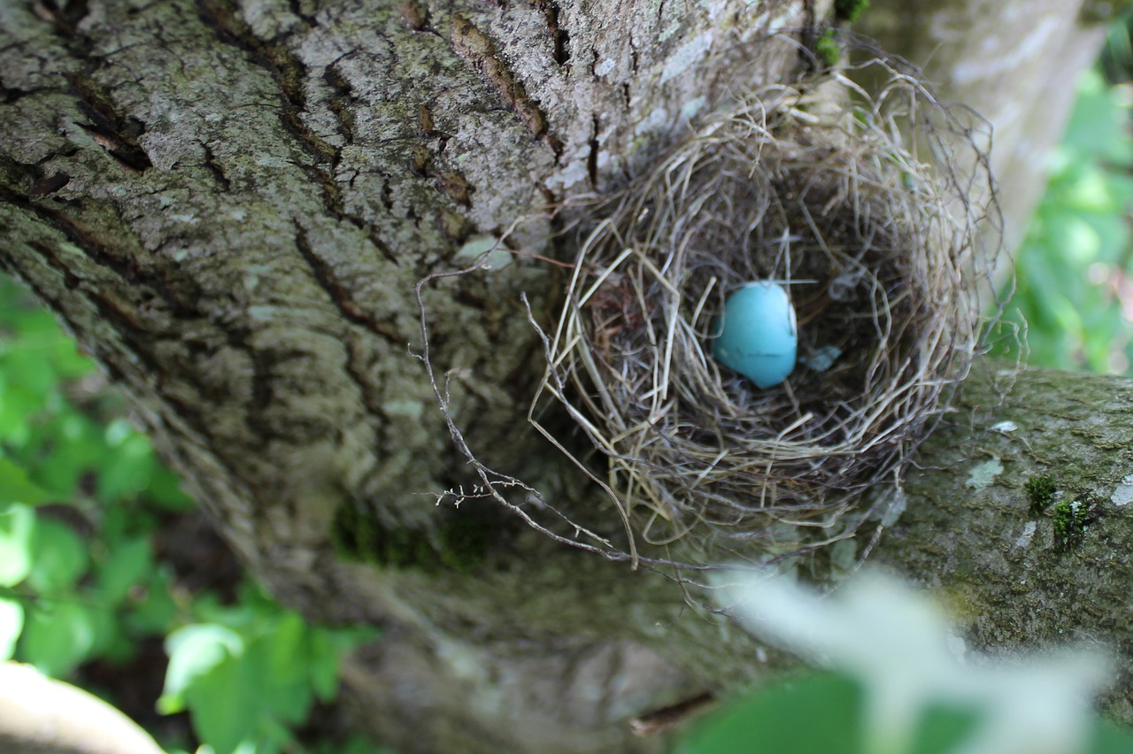 egg  robin  spring free photo