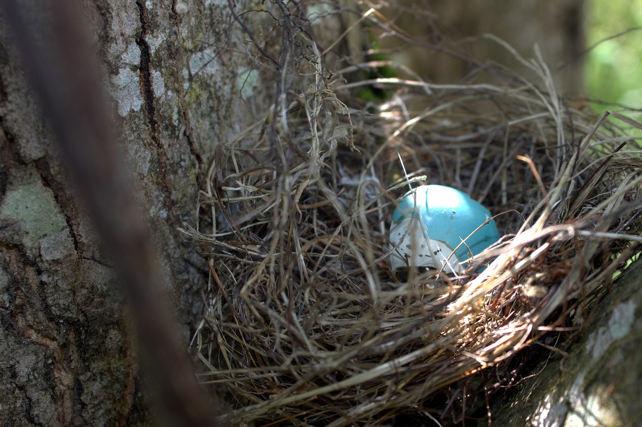 egg  robin  nest free photo