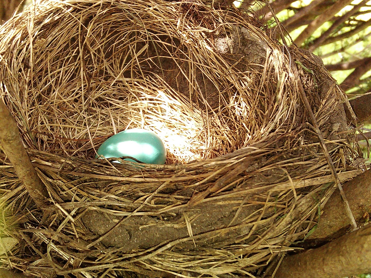 egg nest nature free photo