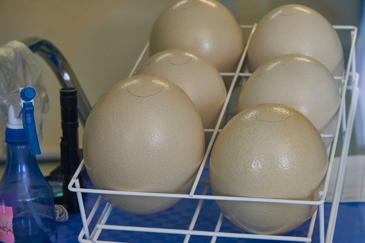 egg  ostrich eggs  incubator free photo