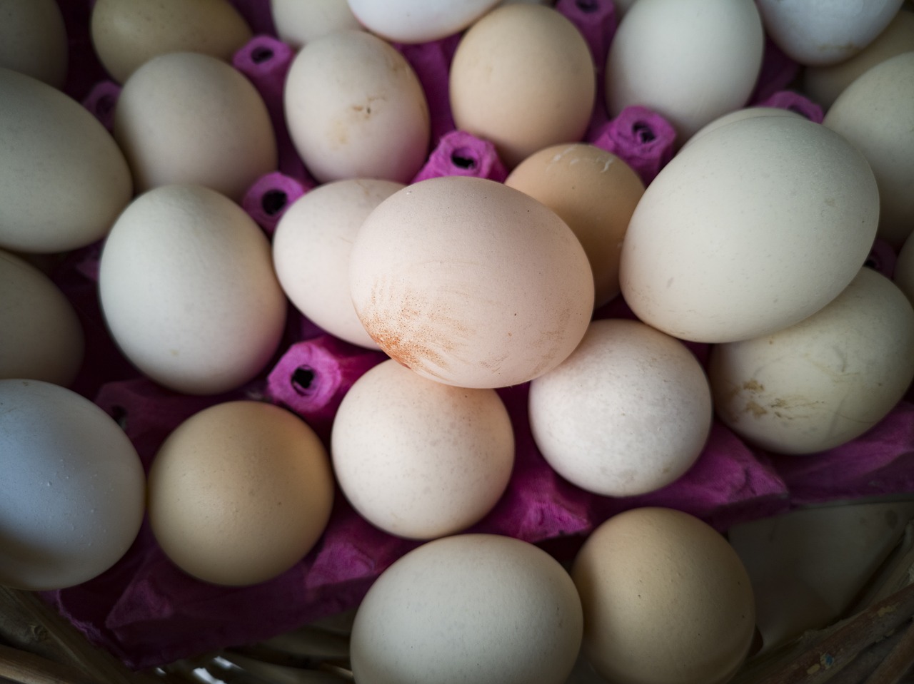 egg  chicken  protein free photo