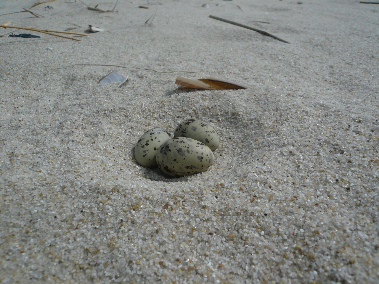 egg beach tern free photo