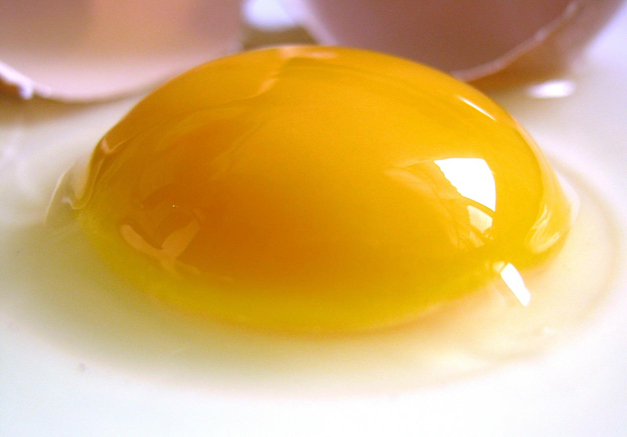 egg yolk raw free photo