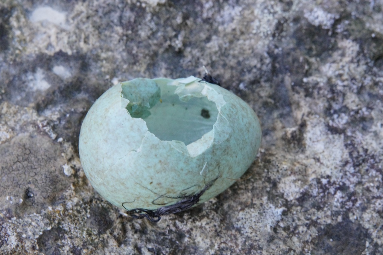 egg amselei blackbird free photo